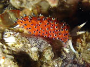 Photo: B& S. Koretz; Eilat, June 2005. See a larger picture
